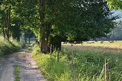 Chemin rural entre Lavelanet et Raissac.