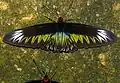 Trogonoptera brookiana albescens ♀