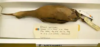 Description de l'image Rallus wetmorei.png.