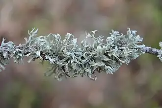 Description de l'image Ramalia canariensis (Clape-12).JPG.