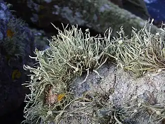 Ramalinaceae :Ramalina siliquosa