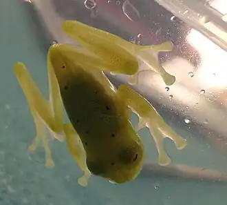 Description de l'image Rana de Cristal sarampiona parte superior.JPG.