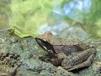 Description de l'image Rana italica.jpg.