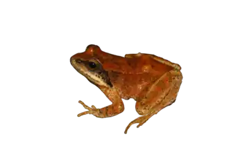 Description de l'image Rana pyrenaica adult transpatent background.png.