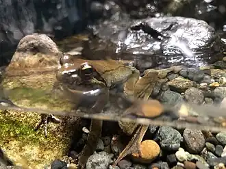 Description de l'image Rana sakuraii Yamanashi aquarium.jpg.
