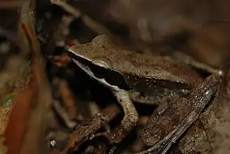 Description de l'image Rana sanguinea01.jpeg.