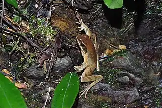 Description de l'image Rana ulma.jpg.