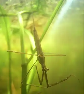 Description de cette image, également commentée ci-après