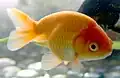 Ranchu orange
