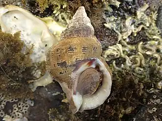 Description de cette image, également commentée ci-après