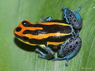 Description de l'image Ranitomeya amazonica.jpg.