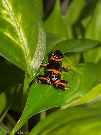 Description de l'image Ranitomeya summersi (13503318514).jpg.