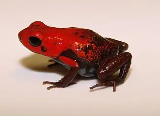 Description de l'image Ranitomeya virolinensis.jpg.