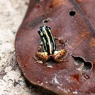 Description de l'image Ranitomeya yavaricola; Atalaia do Norte, Amazonas, Brazil (cropped).jpg.