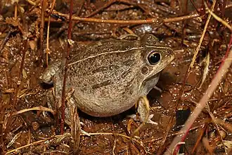 Description de l'image Ranoidea cultripes, Morven, QLD imported from iNaturalist photo 178559977.jpg.
