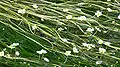 Ranunculus aquatilis (vallée du Rhin).
