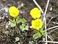 Ranunculus nivalis près de Longyearbyen (île de Spitzberg)