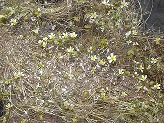 Description de l'image Ranunculus ololeucos, Circo de Gredos, Spain - 20080604-03.jpg.