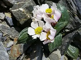Description de l'image Ranunculus parnassifolius subsp. parnassifolius (Herba del mal gra) (16355031780).jpg.