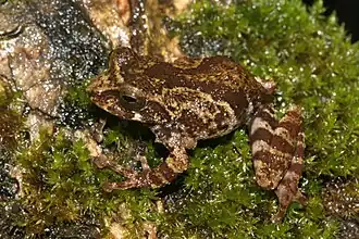 Description de l'image Raorchestes crustai frog (2011).jpg.