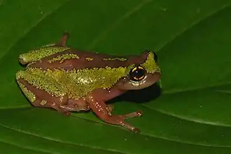 Description de l'image Raorchestes flaviocularis - Davidraju IMG 3703 - Copy.jpg.