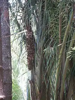 Jeunes fruits de Raphia farinifera