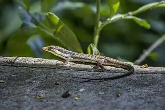 Description de l'image Rarotonga treeskink (Emoia tuitarere) Rarotonga.jpg.