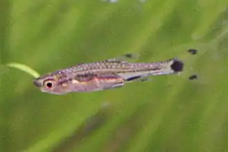 Description de l'image Rasbora spilocerca.jpg.