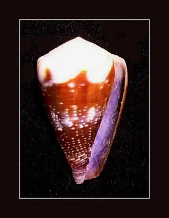 Description de l'image Rat Cone - Conus rattus.jpg.