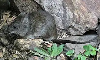 Description de l'image Rata de pajonal (Scapteromys tumidus), Uruguay, 2020.jpg.