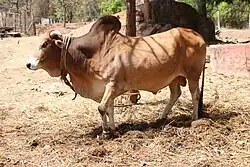 Photo couleur d'un taureau brun clair à pattes plus claires dans la cour d'une ferme.