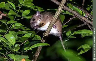 Description de l'image Rato-da-árvore (Rhipidomys mastacalis).jpg.