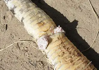 Hémipénis d'un serpent Crotale du Texas (Crotalus atrox).