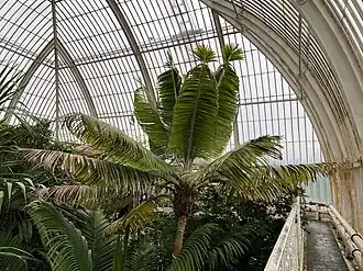 Description de l'image Ravenea moorei.jpg.