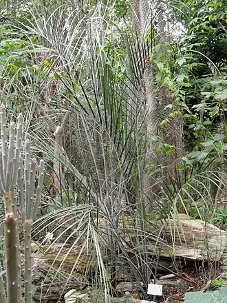 Description de l'image Ravenea xerophila - Palmengarten Frankfurt - DSC01672.JPG.