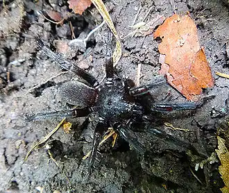 Description de l'image Raveniolamazandaranica.jpg.