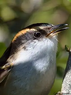 Tête de synallaxe rayadito (Aphrastura spinicauda), espèce de passereau appartenant à la famille des Furnariidae.