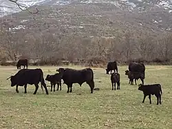 photographie couleur montrant un troupeau de race avilena. Ces animaux sont d'un noir intense uniforme qui tranche sur l'herbage ras jauni. On distingue cinq vaches ou génisses et quatre veaux.