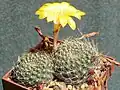 Rebutia marsoneri