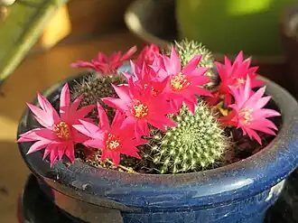 Description de l'image Rebutia pink flower D1805.jpg.
