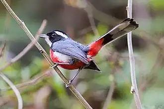 Description de cette image, également commentée ci-après