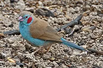 Description de cette image, également commentée ci-après