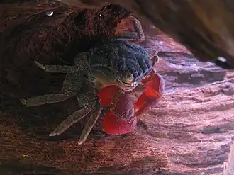 Perisesarma bidens (Sesarmidae)