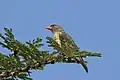 ♀