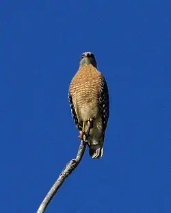 Buse à épaulettes (Buteo lineatus)