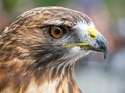 Oiseau, tête de profil aux plumes et yeux marron, rehaussées de blanc, bec courbe et pointu gris et jaune.