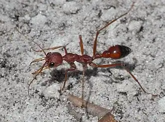 Description de l'image Red Bull Ant Sand.JPG.