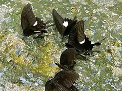 Groupe de Papilio helenus faisant du mud-puddling.