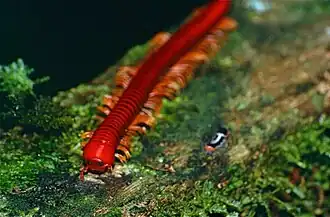 Description de cette image, également commentée ci-après