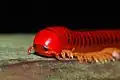 Mille-pattes Trachelomegalus modestior